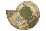 Cut & Polished, Agatized Ammonite Fossil - Madagascar #317506-4